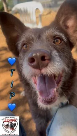 An adult medium-sized male Border Collie dog named Tip for adoption in Shasta Lake, CA