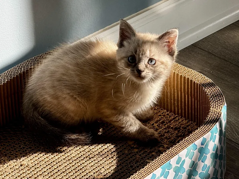 A baby small-sized female Domestic Short Hair cat named Poppy for adoption in Bethel Park, PA