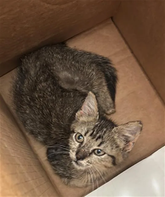 A baby medium-sized male Domestic Short Hair cat named Bow for adoption in Dallas, TX