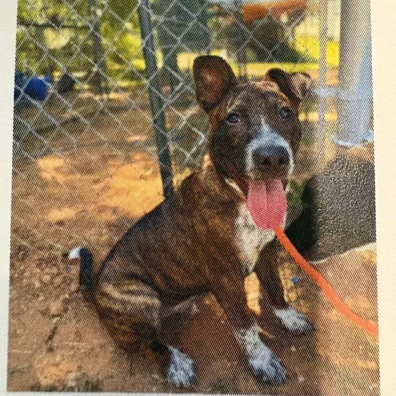 A young medium-sized male Mixed Breed dog named Buster for adoption in LOXAHATCHEE, FL