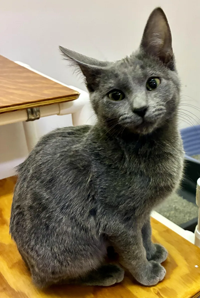 Snicker Doodle thumbnail 4