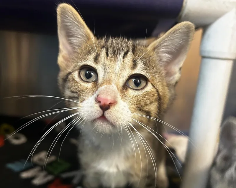 A baby small-sized male Tabby (Brown / Chocolate) Domestic Short Hair cat named Wind for adoption in Raleigh, NC