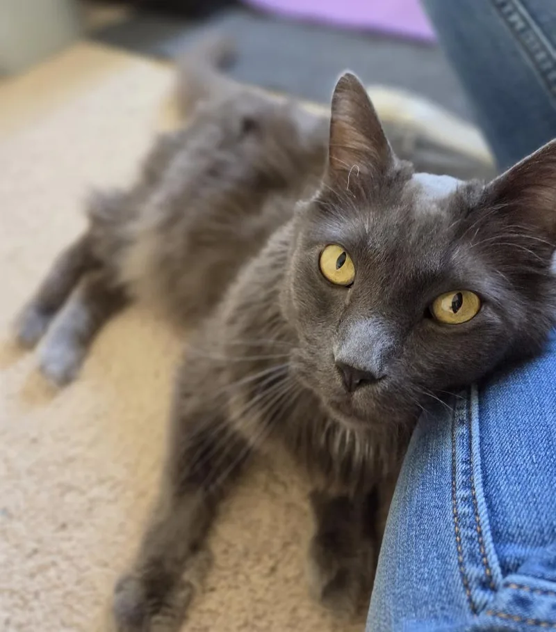 An adult medium-sized male Domestic Medium Hair cat named Joel for adoption in Fort Lupton, CO