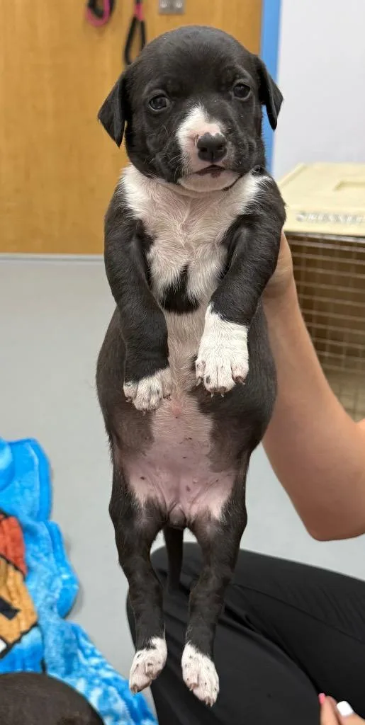 A baby medium-sized female Terrier dog named Matilda for adoption in Hartsville, SC