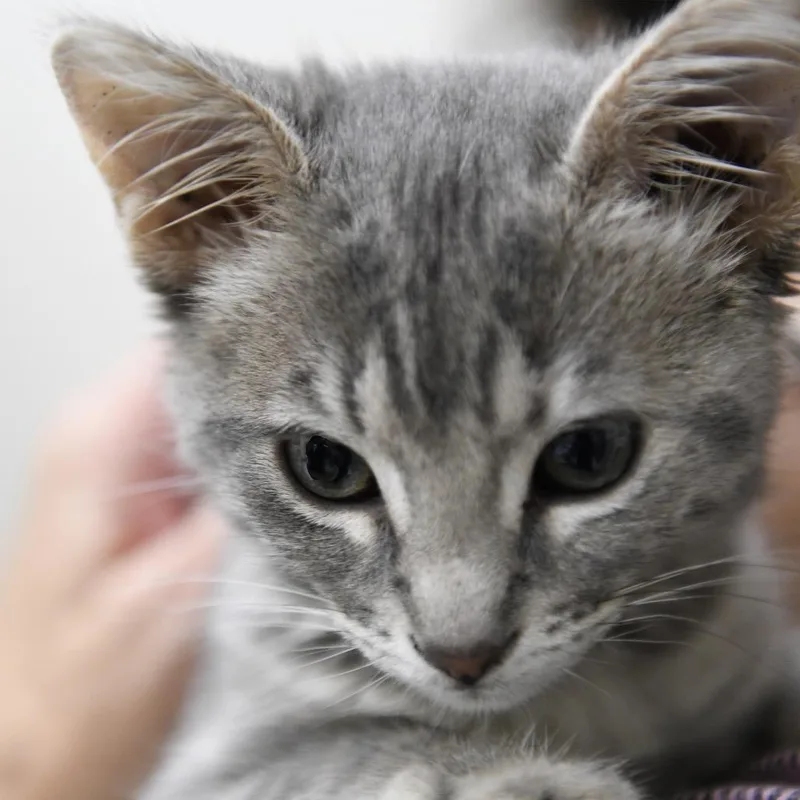 A baby small-sized female Gray / Blue / Silver Domestic Short Hair cat named Annie for adoption in Redwood City, CA