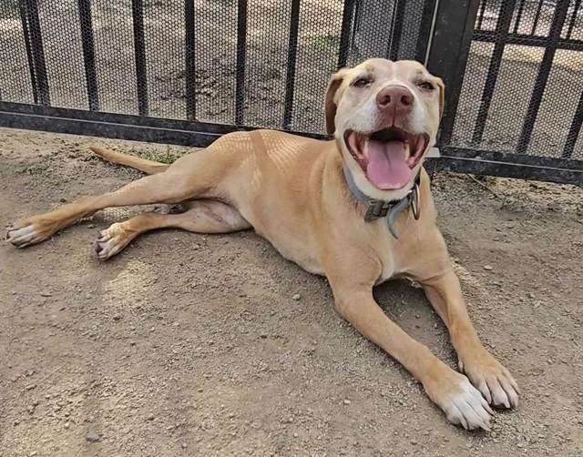 A senior large-sized female Labrador Retriever dog named Lily for adoption in Riverside, CA