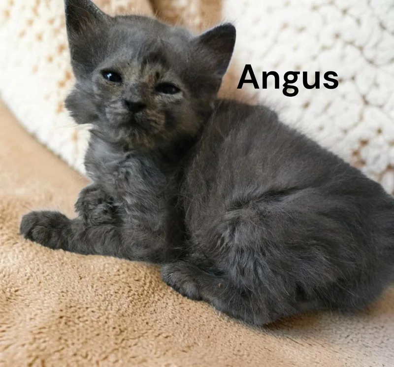 Angus