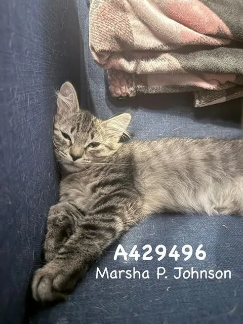 Marsha