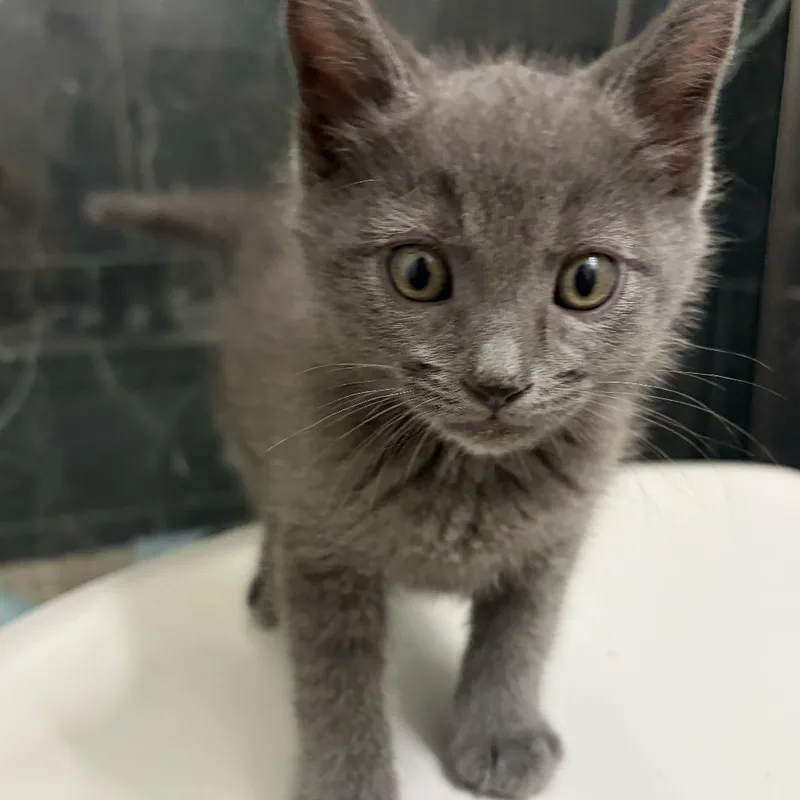 A baby small-sized female Gray / Blue / Silver Domestic Short Hair cat named Bon Bon for adoption in Spokane, WA