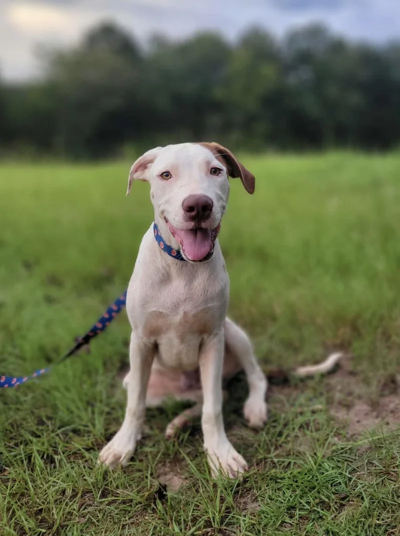 A baby medium-sized male American Bulldog dog named Clay for adoption in Leesburg, GA