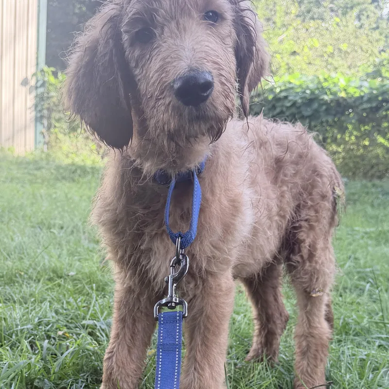 A baby large-sized male Goldendoodle dog named Carmine for adoption in Wrightstown, NJ