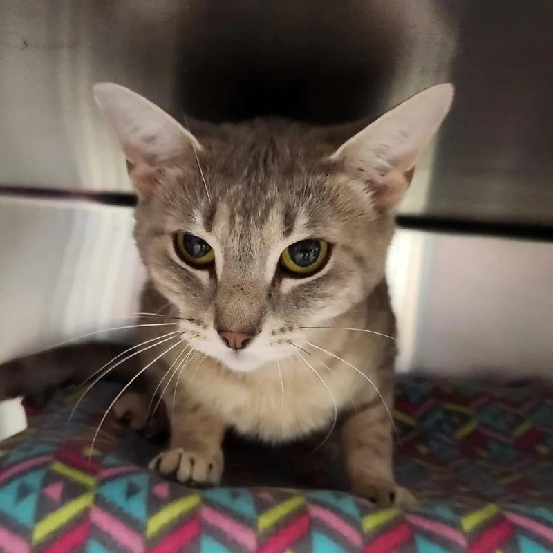 A young medium-sized female Gray / Blue / Silver Domestic Short Hair cat named Pauline for adoption in Grand Rapids, MI