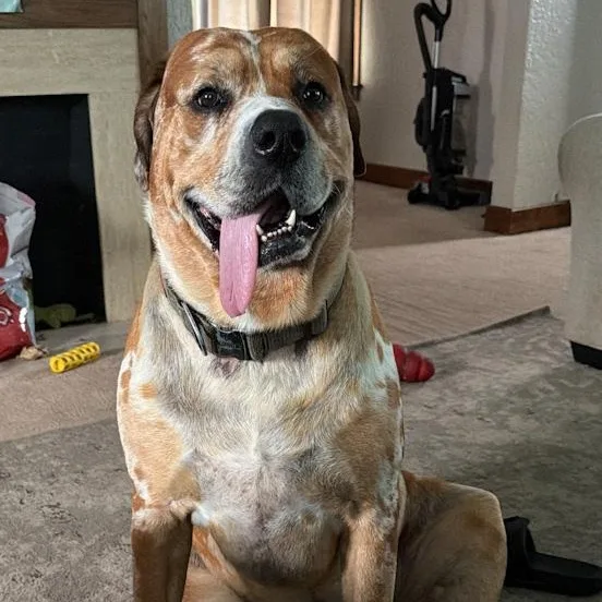 An adult extra large-sized male Rottweiler dog named Zz Classified Ad for adoption in Toledo, OH