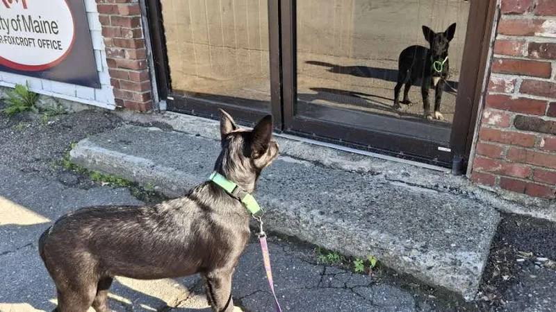 A young medium-sized male German Shepherd Dog dog named Chaplin for adoption in Sebec, ME