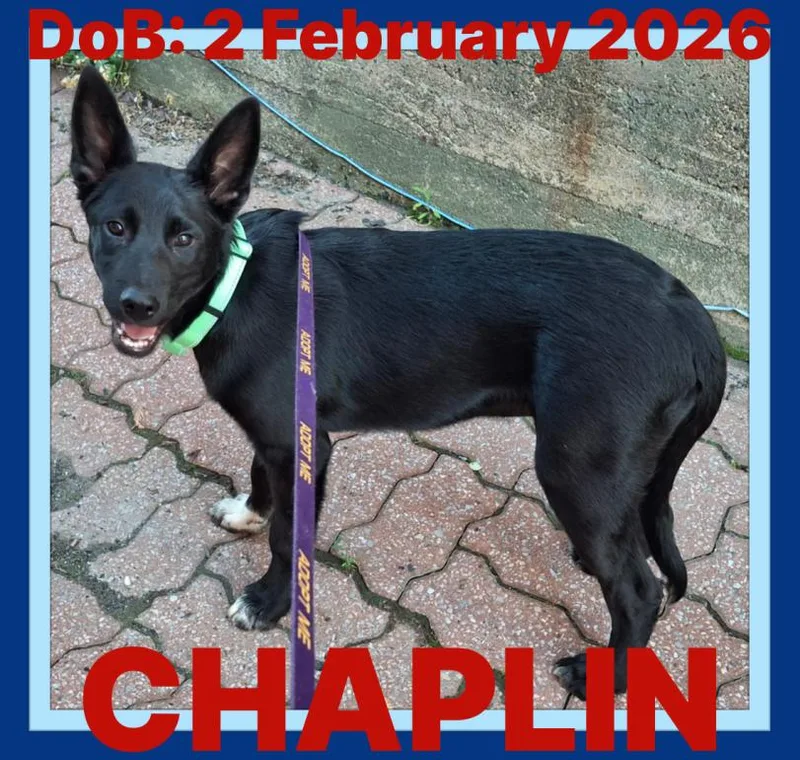 Chaplin thumbnail 2