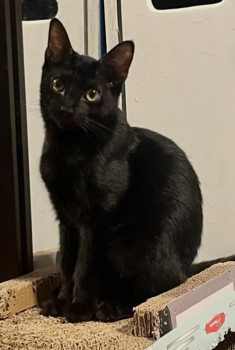 A baby medium-sized male Black Domestic Short Hair cat named Carnitas for adoption in Oakley, CA