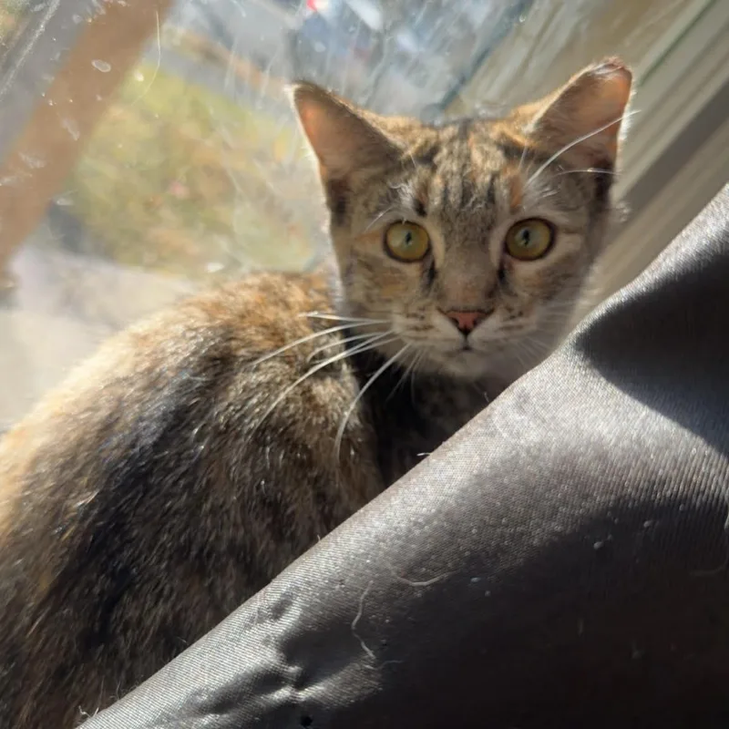 A young medium-sized female Domestic Short Hair cat named Luna for adoption in Winchester, VA