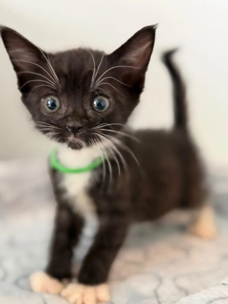A baby small-sized male Domestic Short Hair cat named Wyatt for adoption in Leonardtown, MD