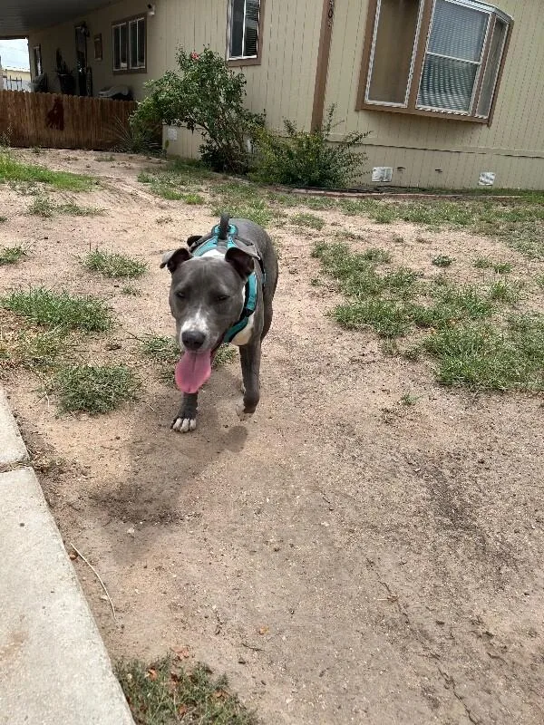 An adult medium-sized female Gray / Blue / Silver Pit Bull Terrier dog named Ayla for adoption in Hobbs, NM