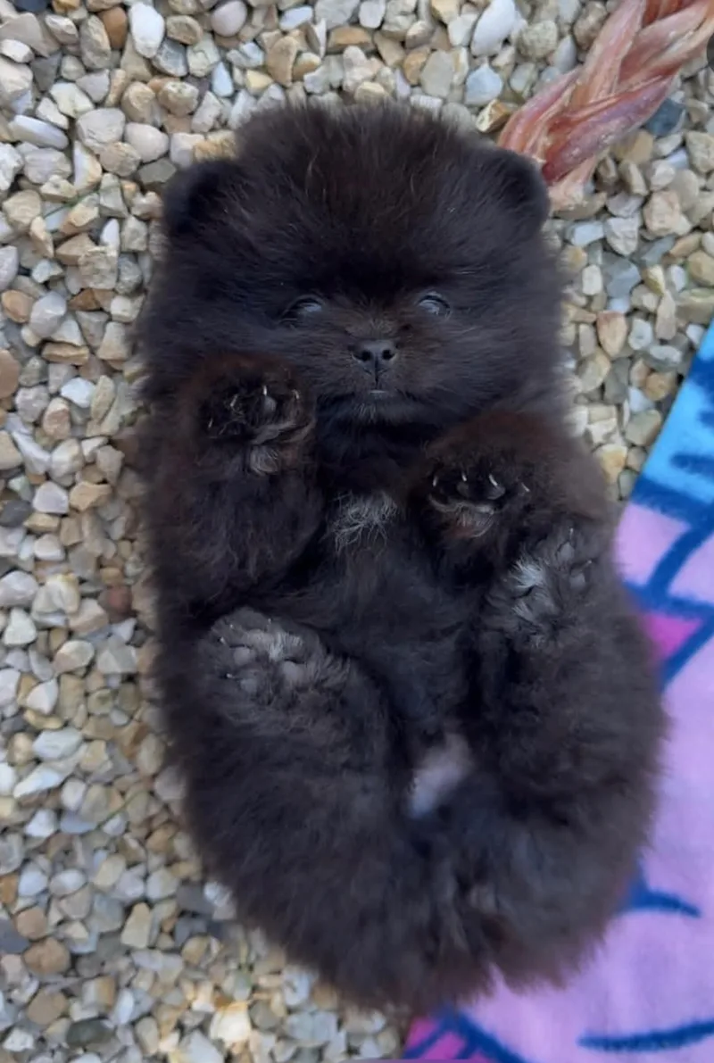 A young small-sized male Pomeranian dog named Doe for adoption in Houston, TX