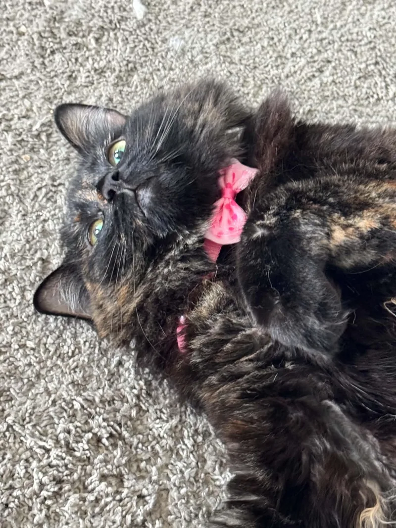 A young large-sized female Tortoiseshell cat named Chloe for adoption in Charlotte, NC