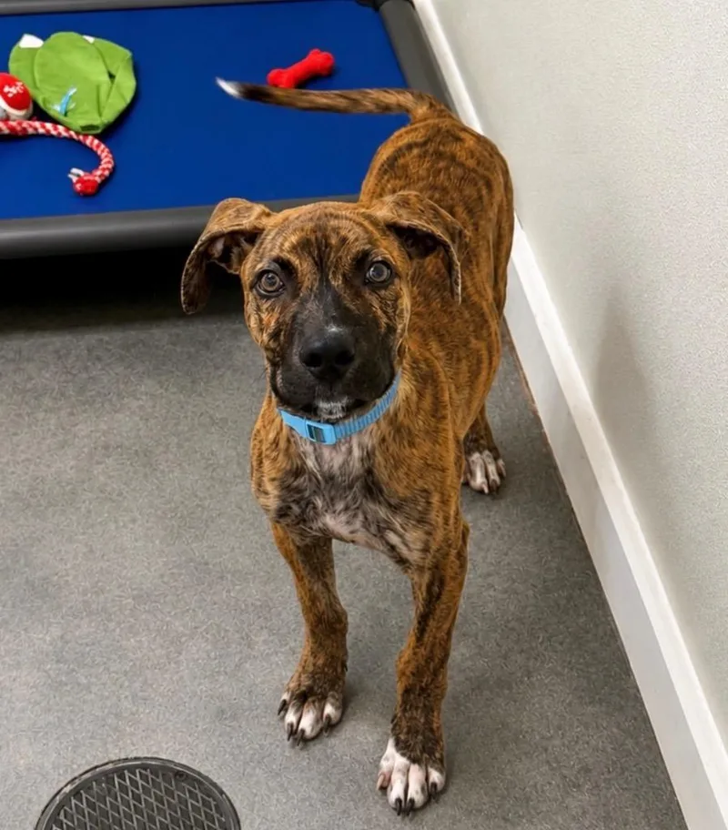 A baby small-sized male Mixed Breed dog named Chance for adoption in Centralia, IL