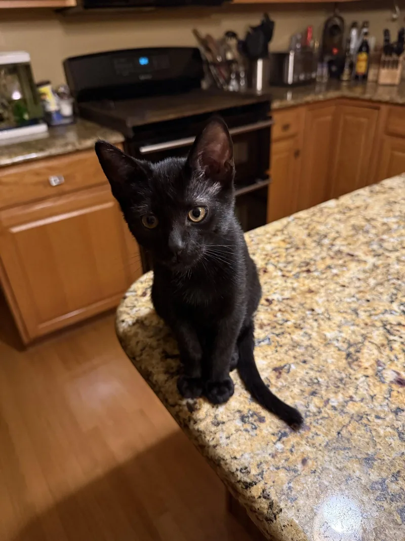 A baby medium-sized female Black Domestic Short Hair cat named Nelly for adoption in Wheaton, IL