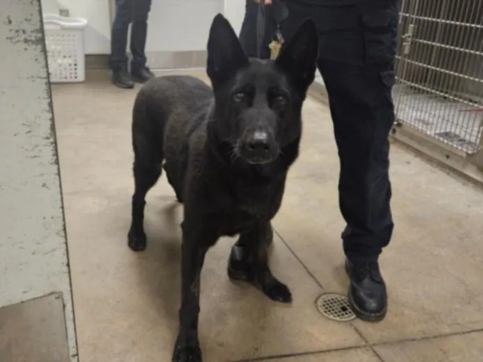 An adult large-sized female German Shepherd Dog dog named Hermosa for adoption in Van Nuys, CA
