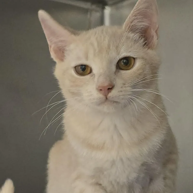 A baby medium-sized male Tabby (Buff / Tan / Fawn) Domestic Short Hair cat named Flannel for adoption in Orange, VA