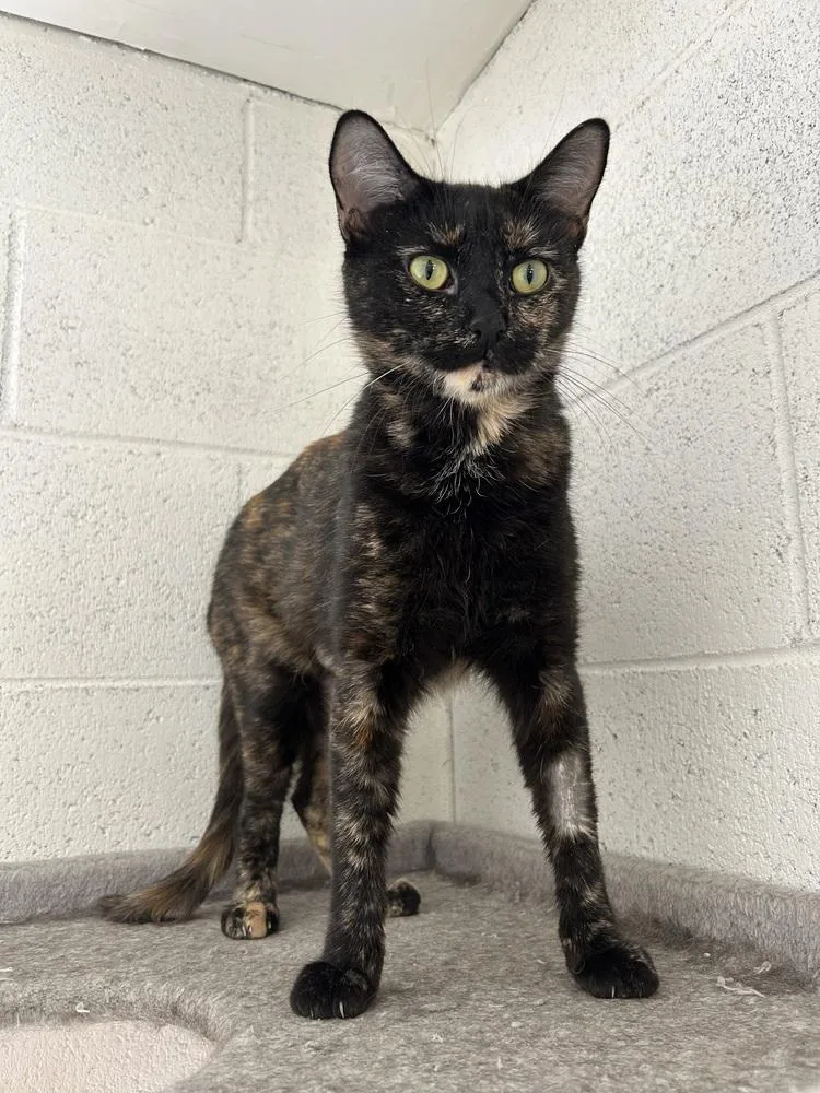 An adult medium-sized female Domestic Short Hair cat named Roxy for adoption in Ontario, CA