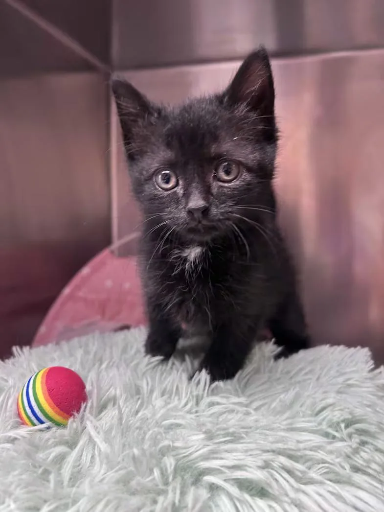 A baby medium-sized female Black Domestic Short Hair cat named Yona for adoption in Greensboro, NC
