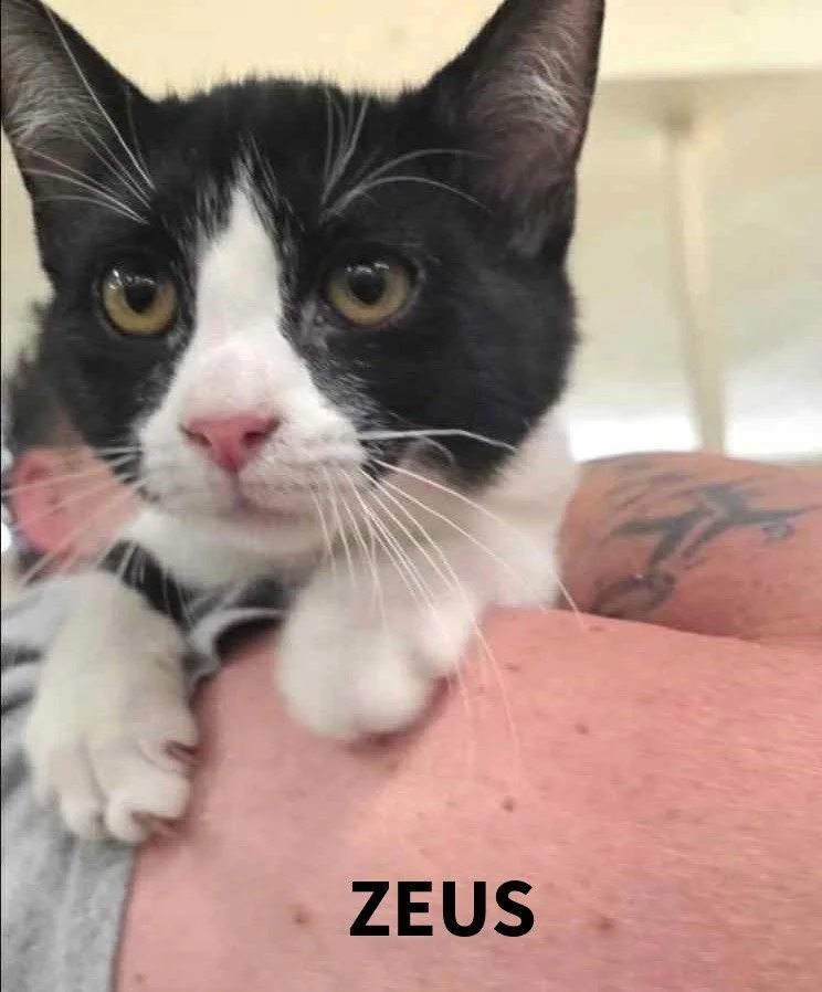 A baby small-sized male Black & White / Tuxedo Domestic Short Hair cat named Zeus C Harrell for adoption in Saunderstown, RI