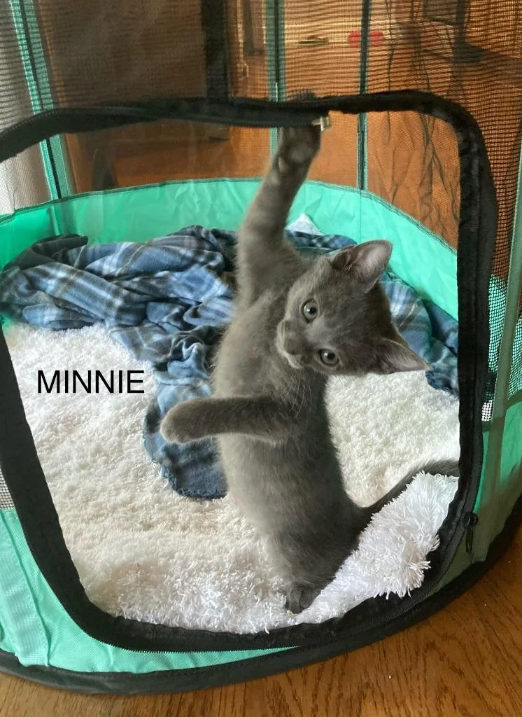 A baby medium-sized female Domestic Short Hair cat named Minnie for adoption in Johnson City, TN