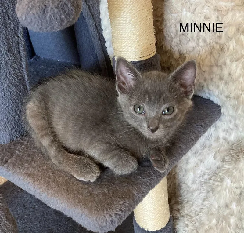 Minnie thumbnail 3