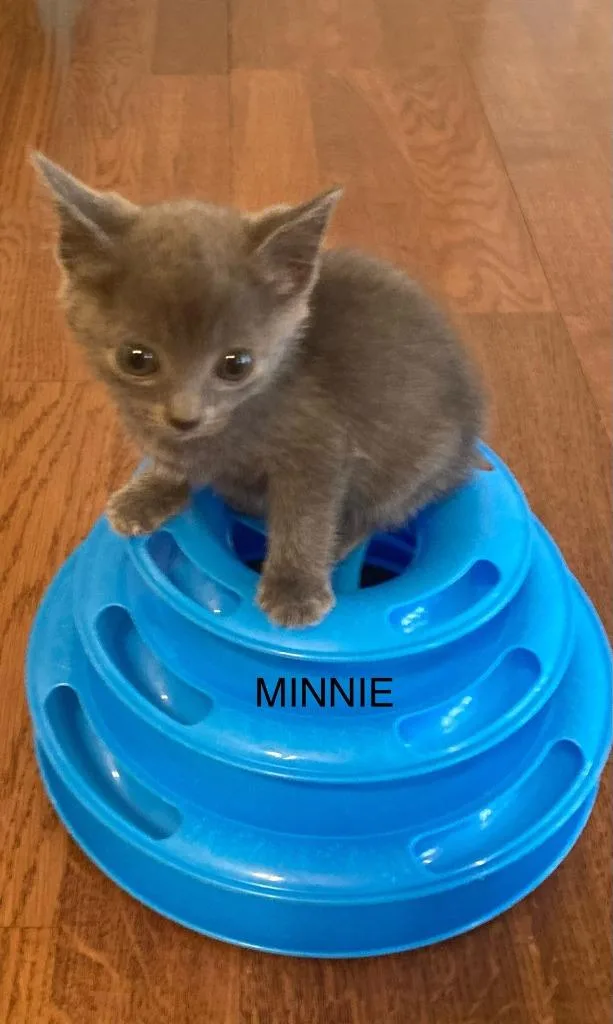Minnie thumbnail 5