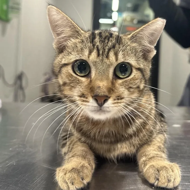 A young medium-sized female Gray / Blue / Silver Domestic Short Hair cat named Sochi for adoption in Tampa, FL