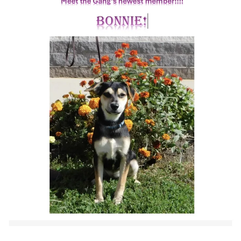 A young small-sized female Black Miniature Pinscher dog named Bonnie for adoption in Pottsville, PA