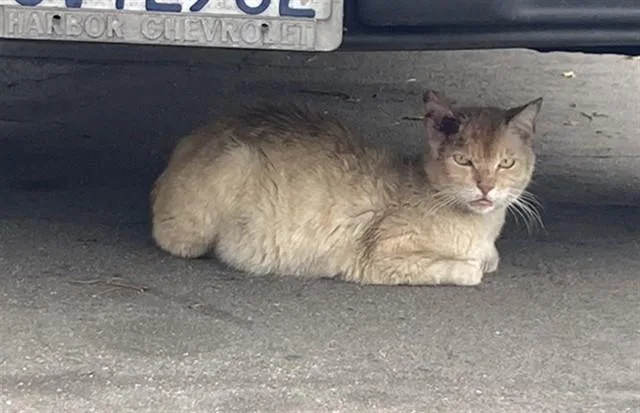 An adult small-sized male Domestic Short Hair cat named Winston for adoption in Long Beach, CA