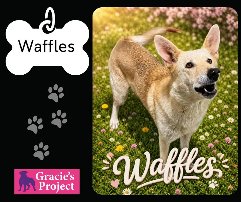An adult medium-sized female Apricot / Beige Husky dog named Waffles for adoption in Canyon, TX