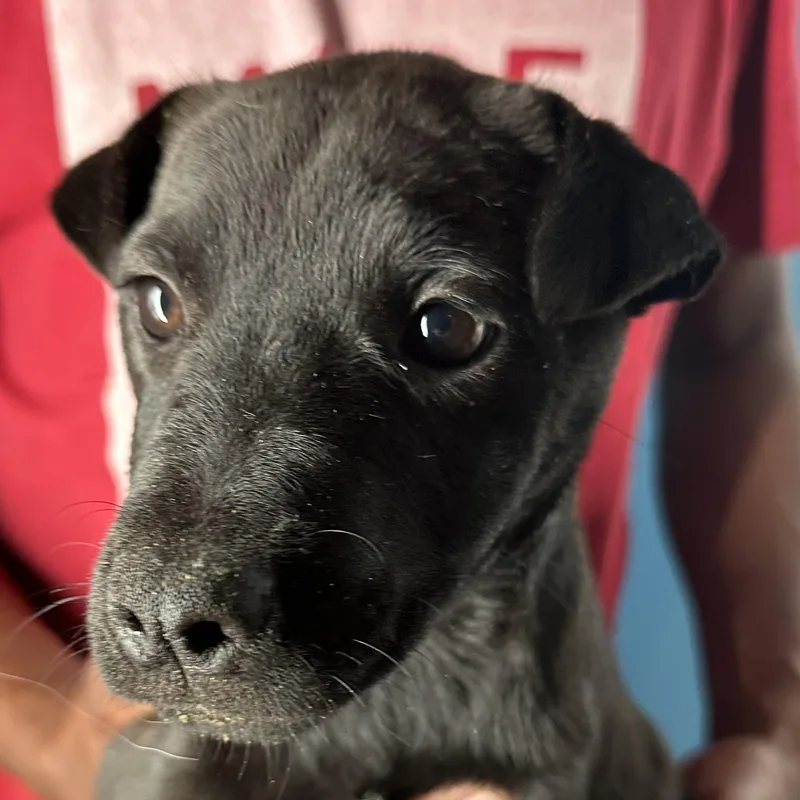 Diva  Local April thumbnail 2