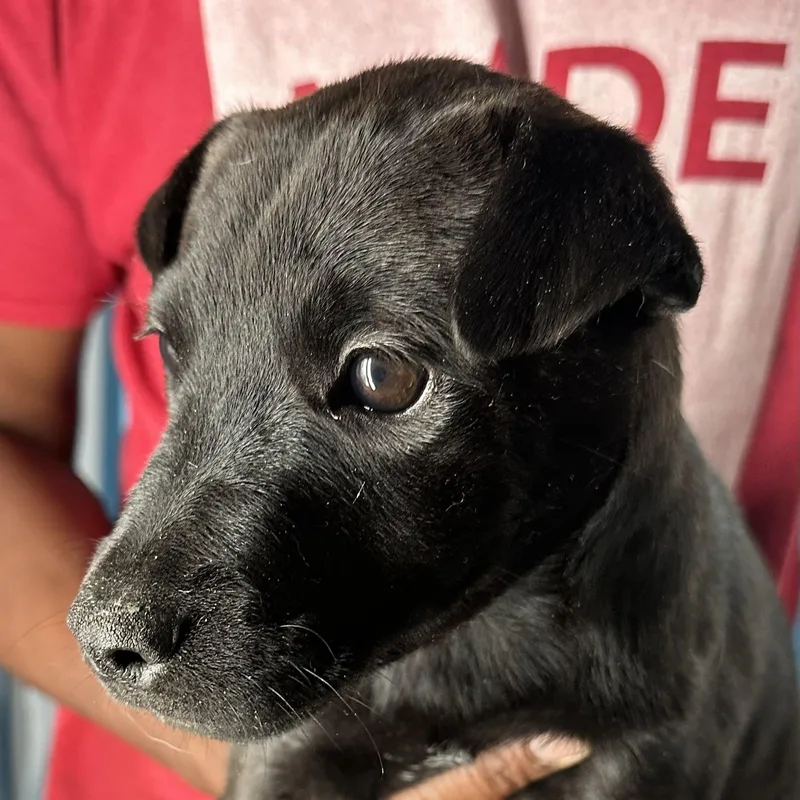 Diva  Local April thumbnail 3