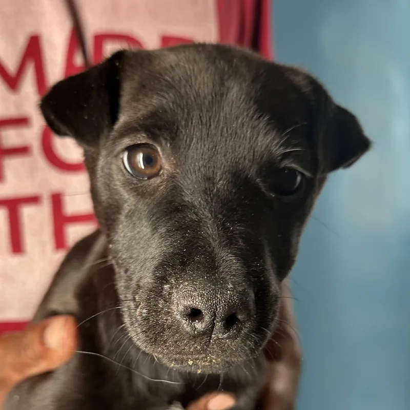 Diva  Local April thumbnail 4