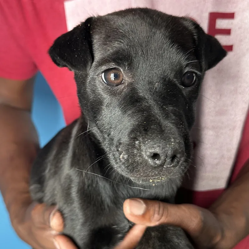 Diva  Local April thumbnail 5