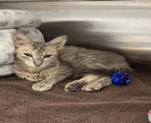An adult medium-sized female Domestic Short Hair cat named Kelly for adoption in Largo, FL