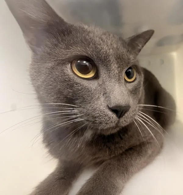 An adult medium-sized male Domestic Short Hair cat named J. Skellington for adoption in Ridgewood, NY