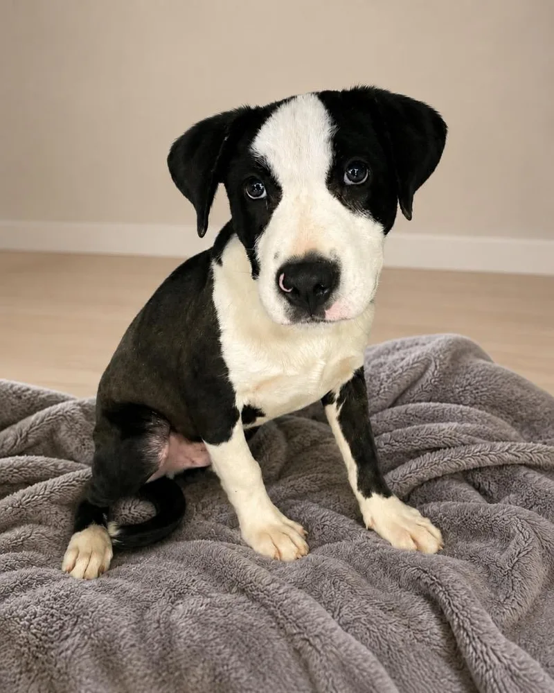 A baby extra large-sized male Labrador Retriever dog named Finn for adoption in North Syracuse, NY