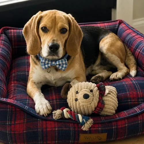 A young medium-sized male Bicolor Beagle dog named Little Benny for adoption in Leesburg, AL