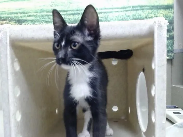 A baby small-sized male Domestic Short Hair cat named A for adoption in Moreno Valley, CA