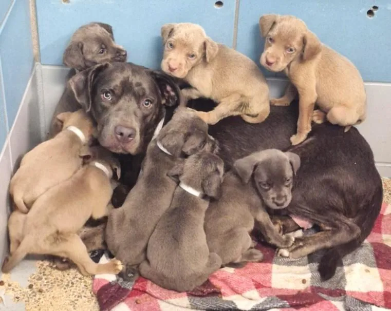 A young medium-sized female Staffordshire Bull Terrier dog named Nani for adoption in Houston, TX