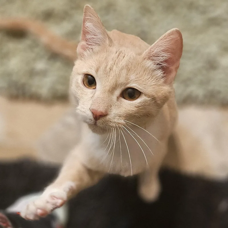 Cindy Lou thumbnail 2